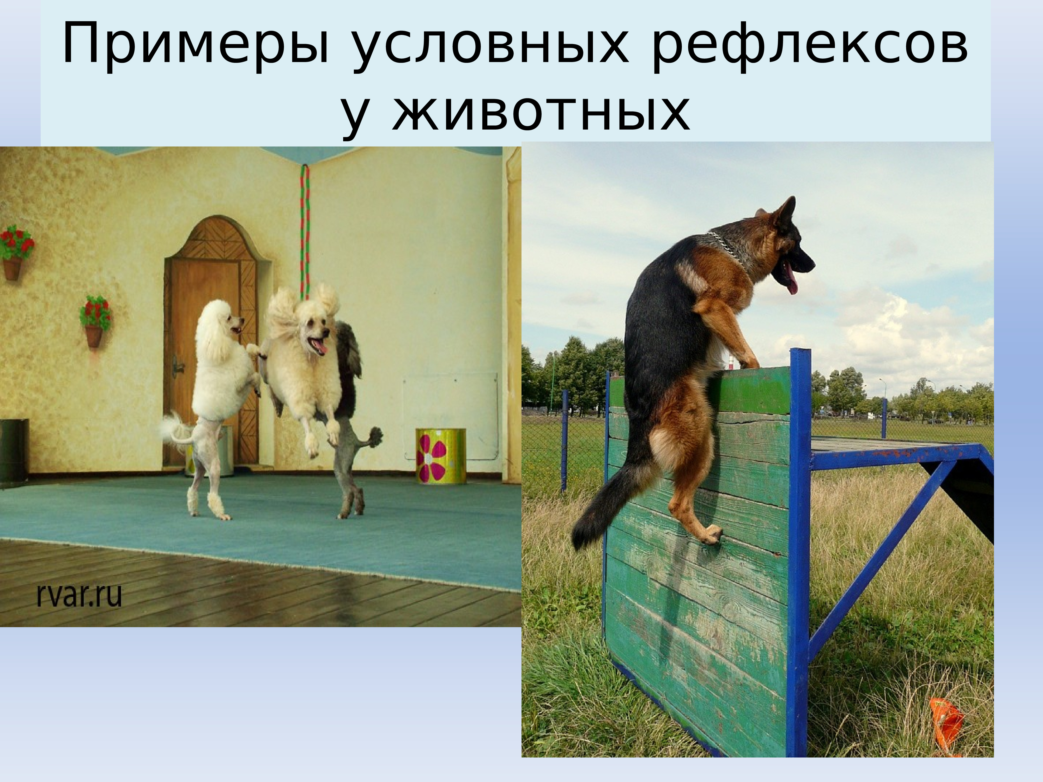 Рефлексы на фотографии это