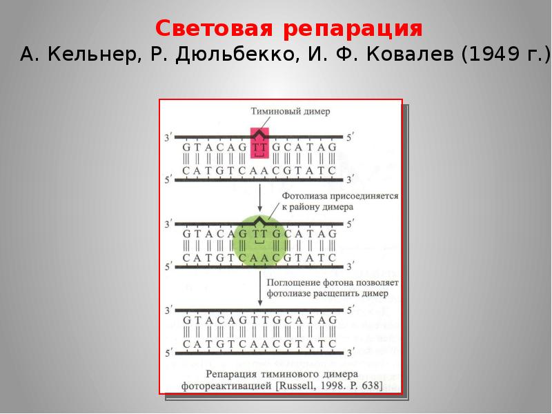 Репарация днк схема