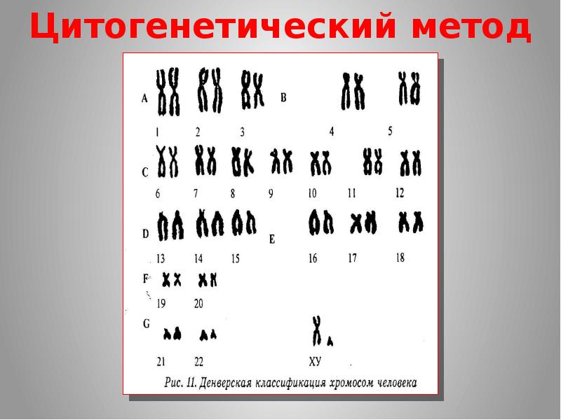 Цитогенетический метод картинки для презентации