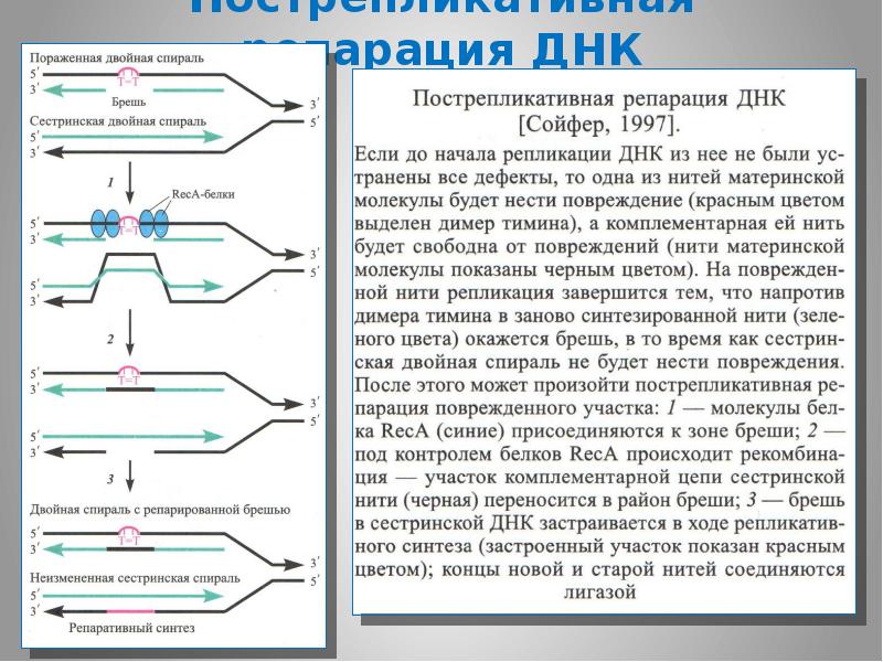 Схема репарации днк биохимия