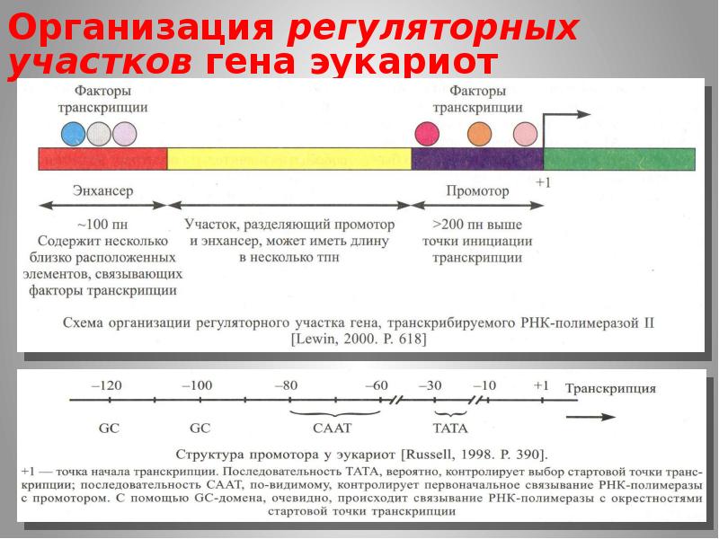 40 детальная физическая структура гена карта гена