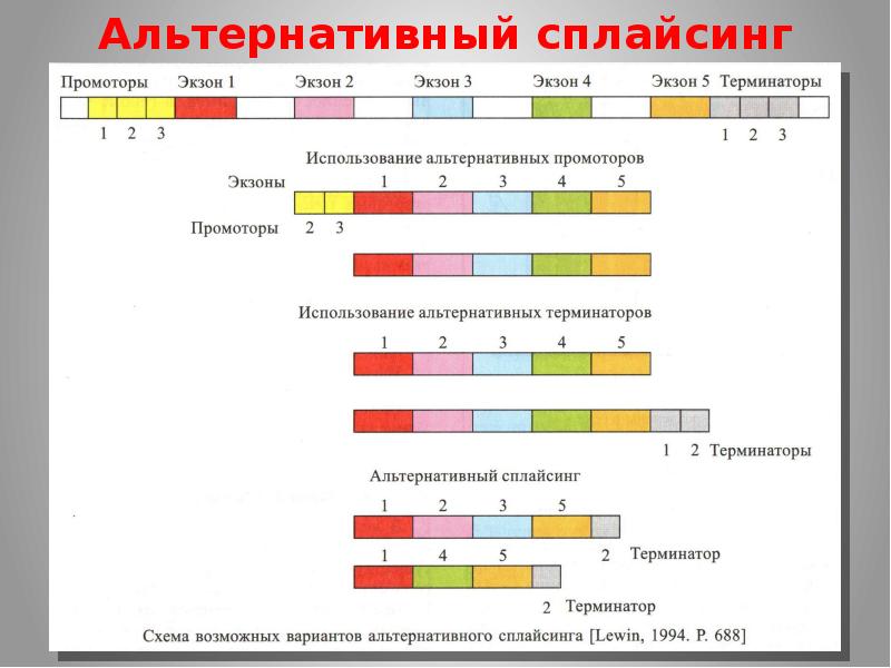 Альтернативный сплайсинг презентация