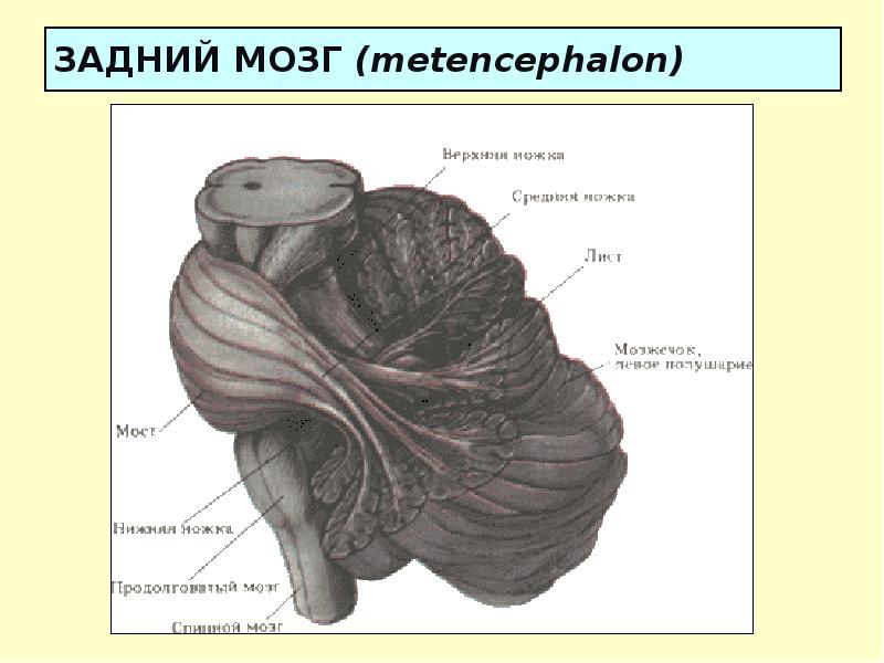 Анатомия 2014