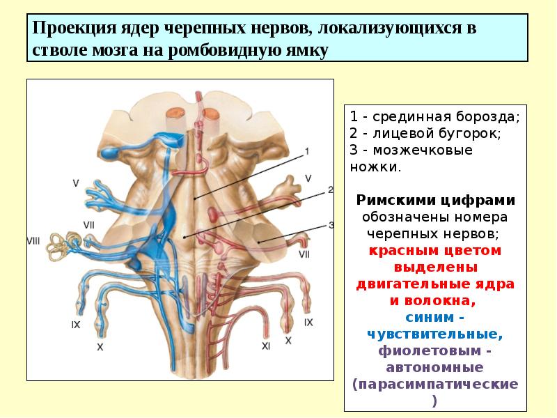 Ромбовидная ямка черепные нервы. Проекция ядер черепных нервов. Проекция ядер на ромбовидную ямку. Ядра нервов в ромбовидной ямке. Проекция ядер черепных нервов на ромбовидную ямку.