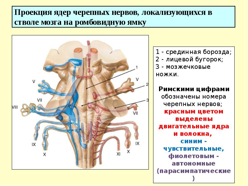 Проекция ядер