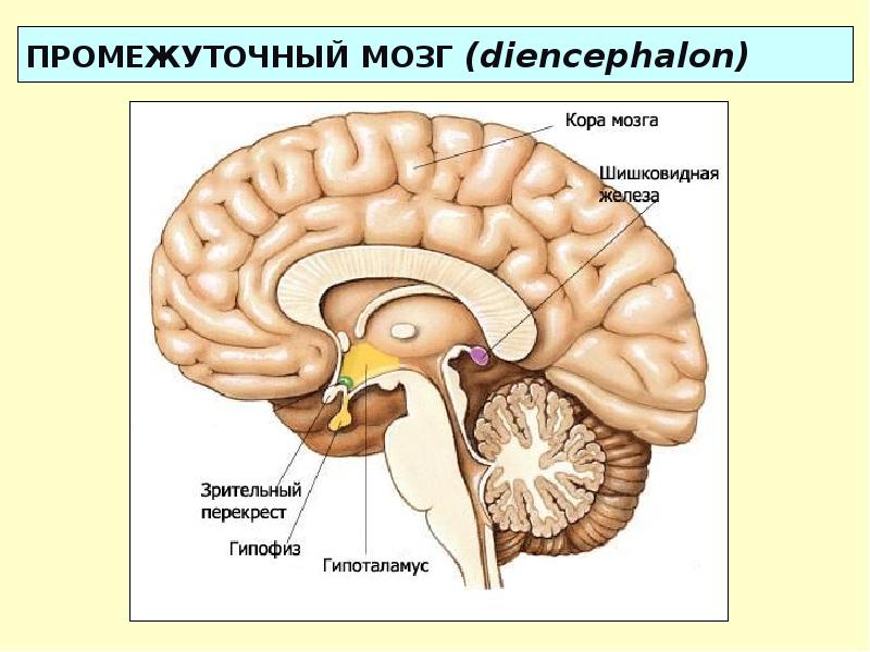 Гипоталамус где находится фото