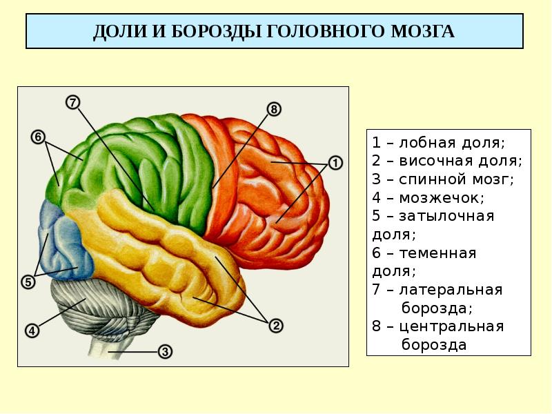 Презентация средний мозг анатомия