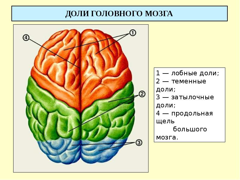 Функции отделов и долей головного мозга