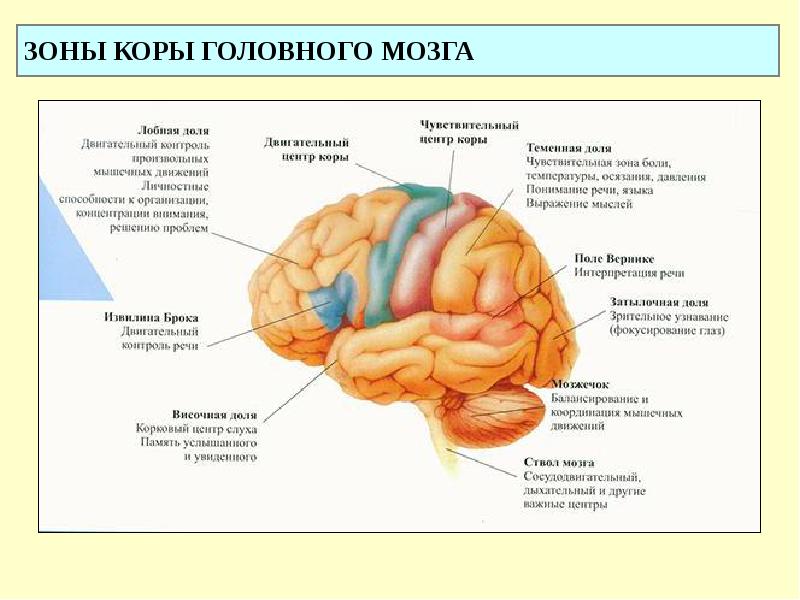 Презентация средний мозг анатомия