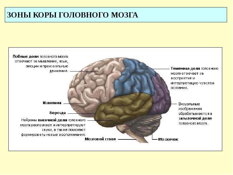 5 зон мозга. Зоны коры головного мозга. Зоны ответственности головного мозга. Обонятельная зона коры головного мозга.