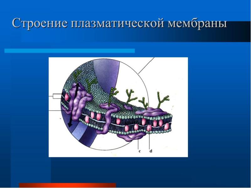 Какое вещество входящее в состав плазматической мембраны обозначено на рисунке цифрой 3