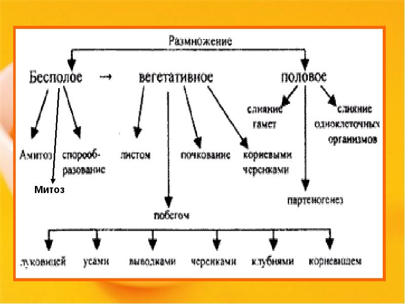 Формы размножения организмов бесполое размножение митоз 9 класс презентация