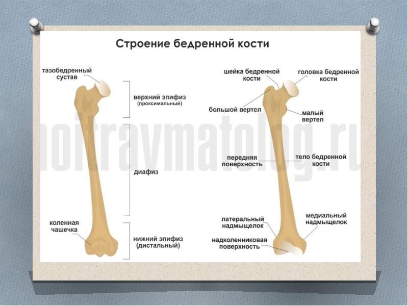 Дистальный эпифиз левой бедренной кости. Перелом диафиза бедренной кости. Строение бедренной кости анатомия.