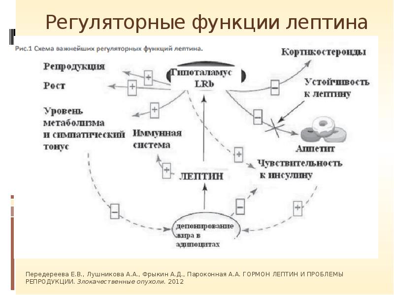 Регуляторная функция. Лептин функции. Гормон сытости лептин. Лептин и жировая ткань. Лептин формула структурная.