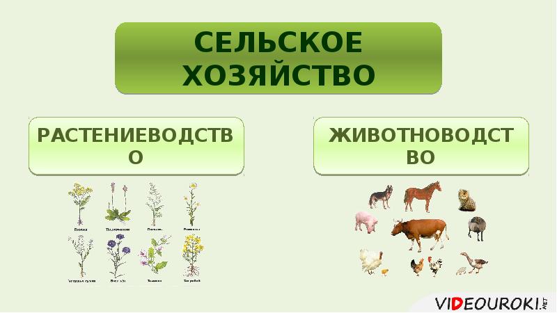 Сельское хозяйство животноводство 9 класс презентация