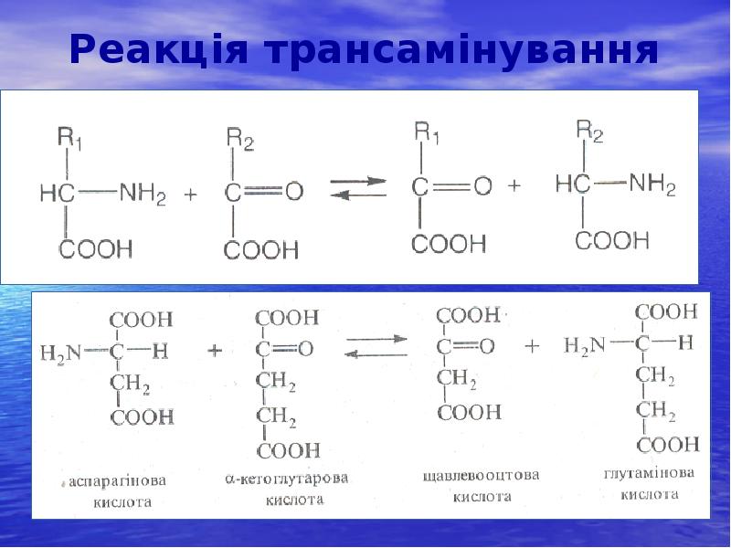 Реакція трансамінування Реакція трансамінування