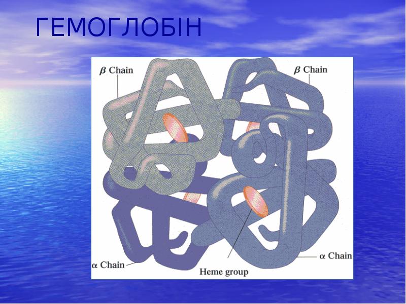 ГЕМОГЛОБІН ГЕМОГЛОБІН
