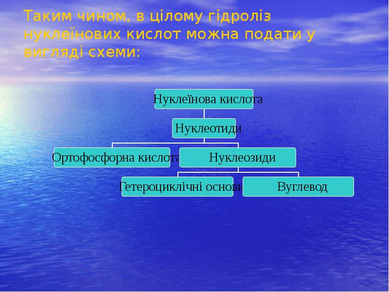 Таким чином, в цілому гідроліз нуклеїнових кислот можна подати у вигляді Таким чином, в цілому гідроліз нуклеїнових кислот можна подати у вигляді