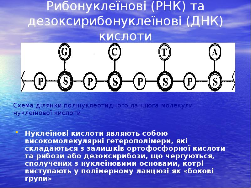 Рибонуклеїнові (РНК) та дезоксирибонуклеїнові (ДНК) кислоти
Нуклеїнові кислоти являють собою високомолекулярні Рибонуклеїнові (РНК) та дезоксирибонуклеїнові (ДНК) кислоти
Нуклеїнові кислоти являють собою високомолекулярні