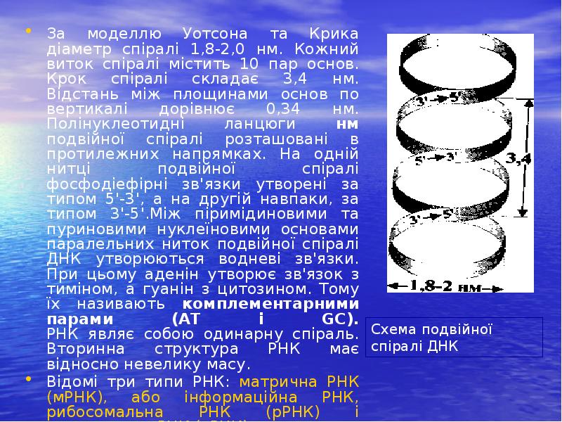 За моделлю Уотсона та Крика діаметр спіралі 1,8-2,0 нм. Кожний виток За моделлю Уотсона та Крика діаметр спіралі 1,8-2,0 нм. Кожний виток