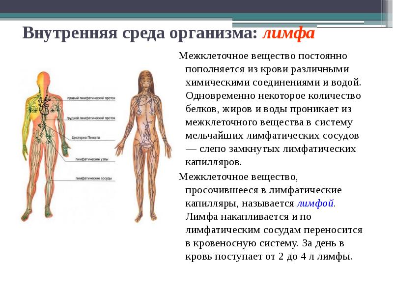 Цитоплазма внутренняя среда организма