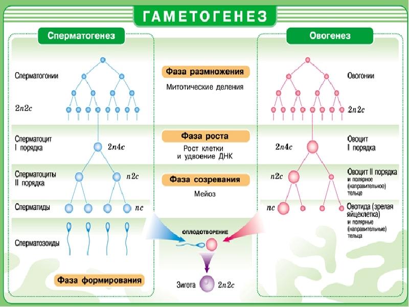 Рассмотрите схему гаметогенеза определите вид гаметогенеза название зоны обозначенной цифрой 1