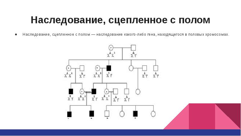 Наследование сцепленное с полом. Аномалии, сцепленные с полом. Типы наследования генетических аномалий у животных. Задачи на голандрическое наследование.