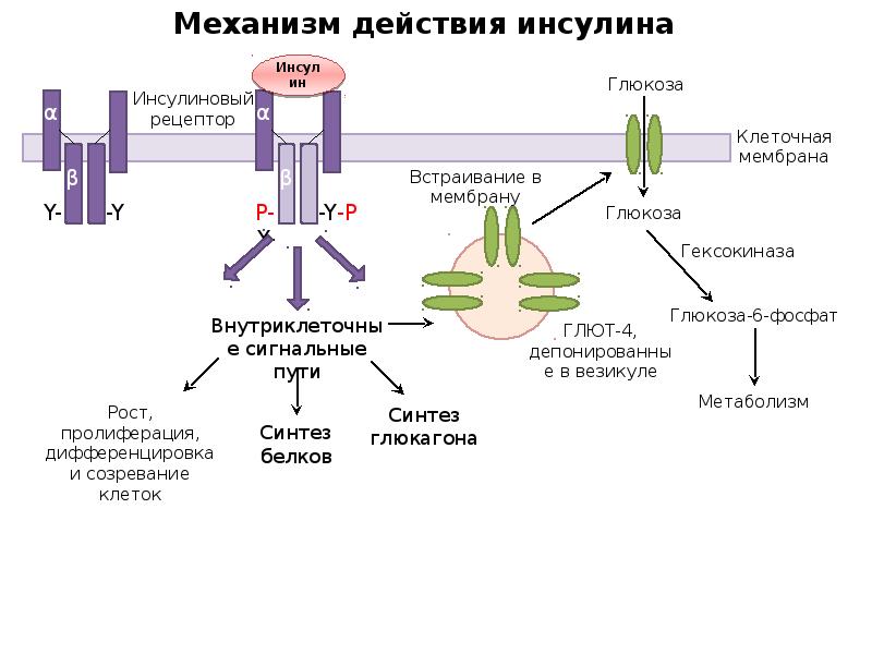 Действие инсулина на метаболические процессы схема