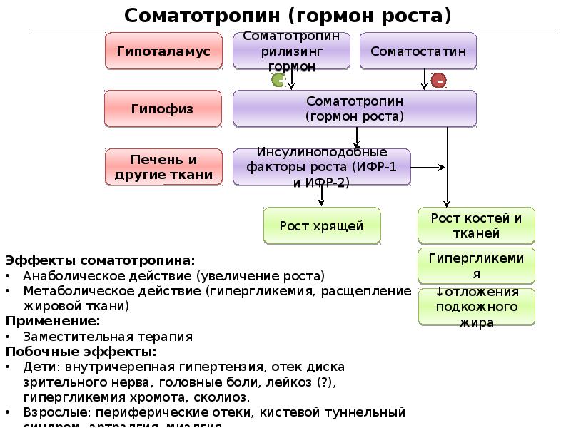 Гормон поджелудочной железы регулирующий углеводный обмен. Средства регулирующие процессы обмена веществ. Гормон роста влияние на углеводный обмен. Препараты регулирующие обменные процессы. Препараты регулирующие процессы обмена веществ.