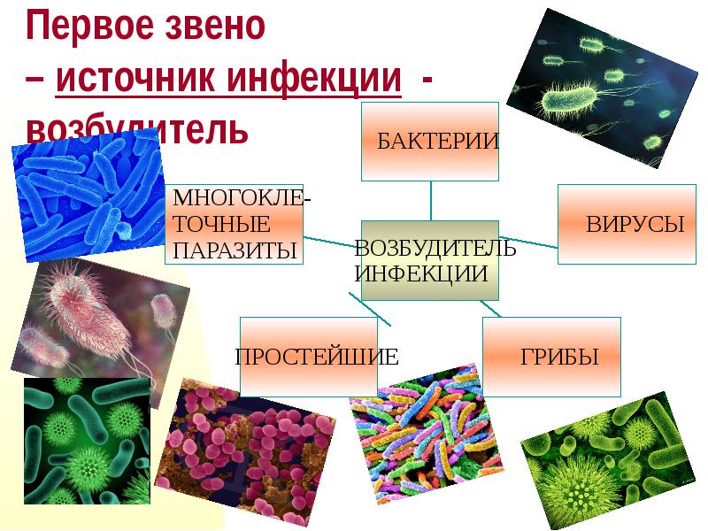 Источник инфекции