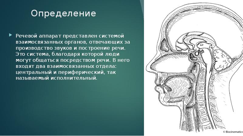 Презентация строение речевого аппарата