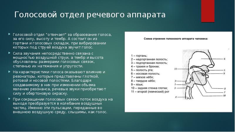 Строение артикуляционного аппарата презентация