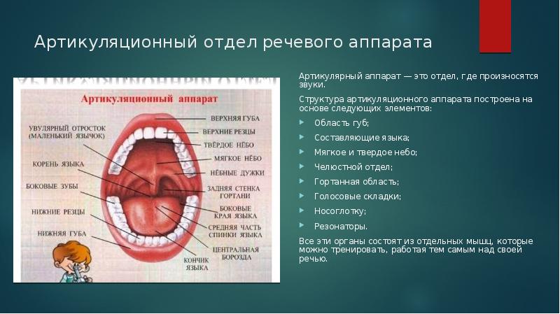 Строение речевого аппарата