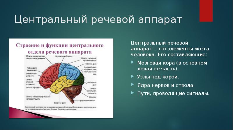 Физиология органов речи презентация