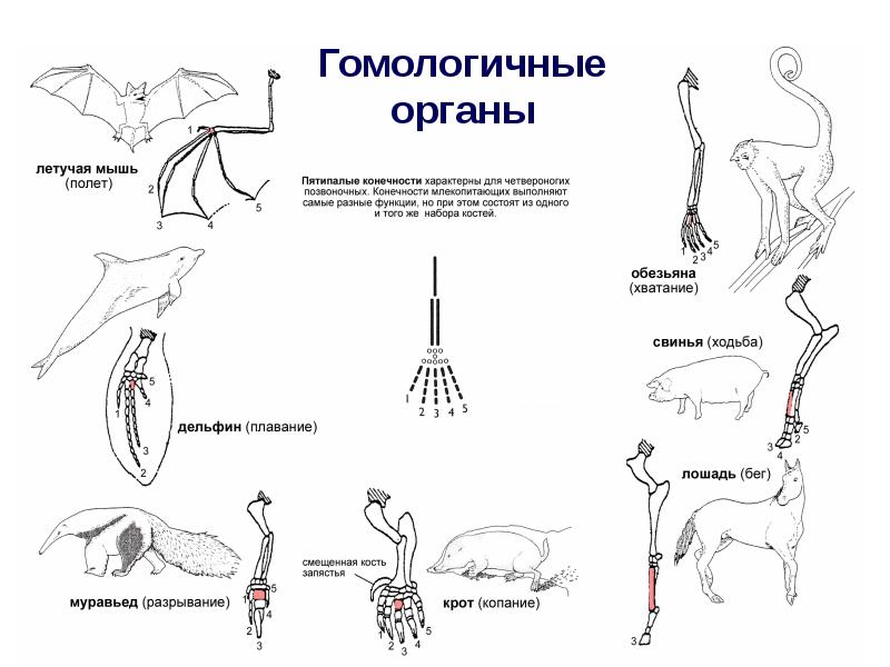 Единый план строения пятипалых конечностей