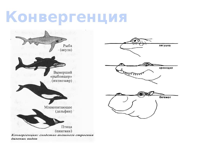 Рассмотрите рисунок где изображены акула и дельфин