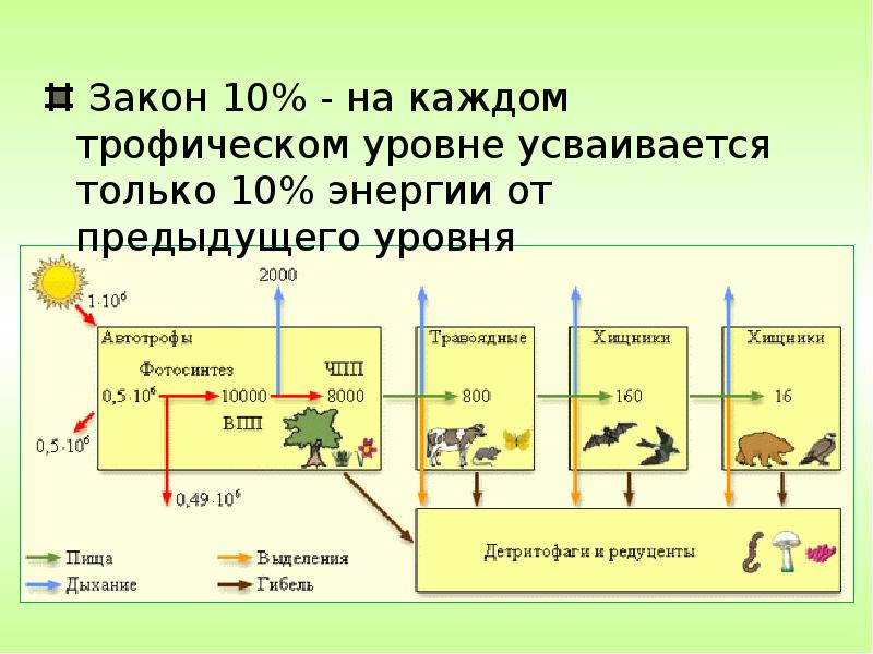 На рисунке между трофическими уровнями экосистемы стрелками показаны потоки