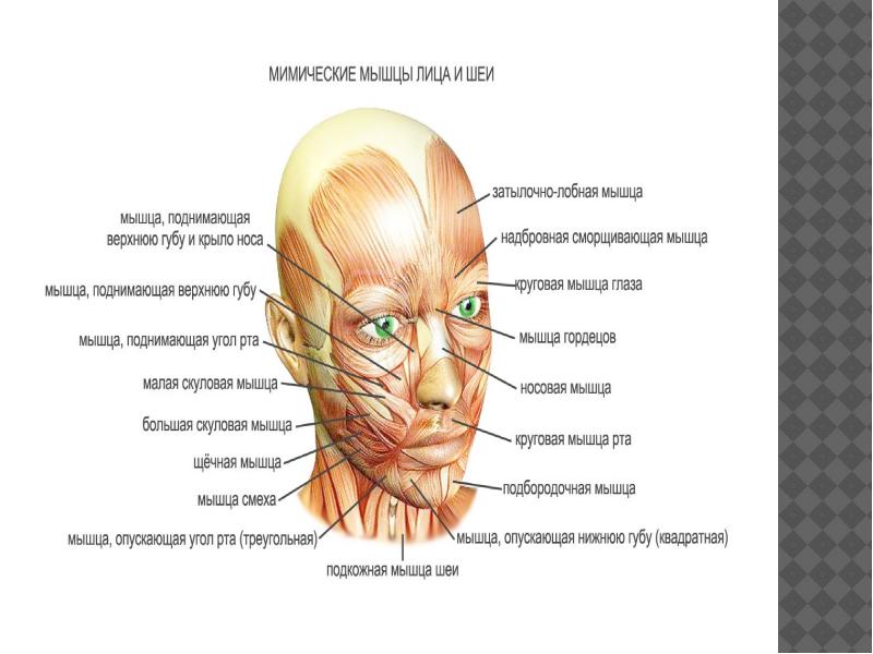 Карта мышц лица и шеи против морщин