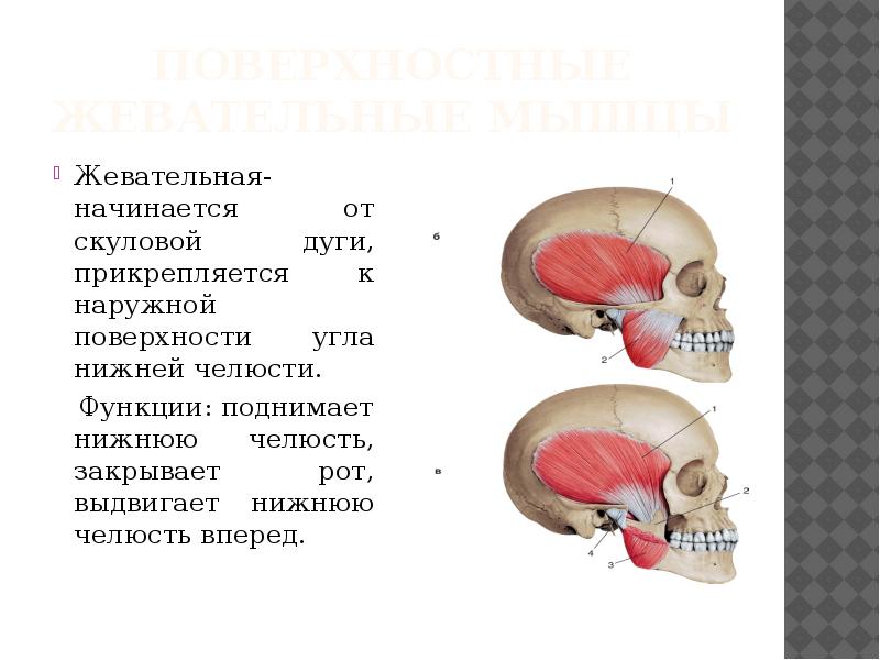 Функции жевательных мышц