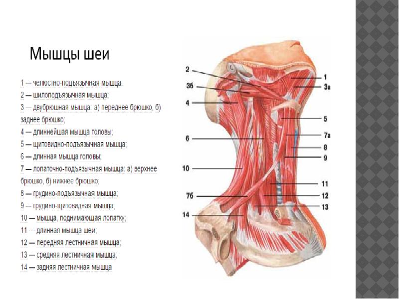 Мышцы шеи картинки