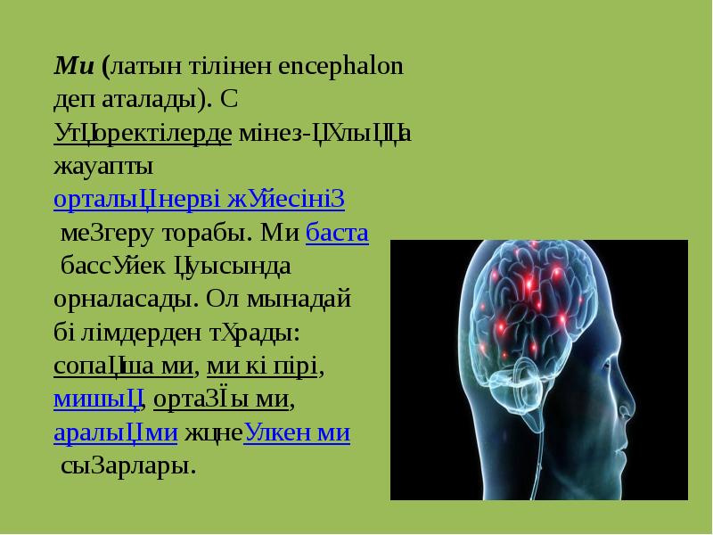 Ми (латын тілінен encephalon деп аталады). Сүтқоректілерде мінез-құлыққа жауапты орталық нерві жүйесінің меңгеру торабы. Ми баста бассүйек Ми (латын тілінен encephalon деп аталады). Сүтқоректілерде мінез-құлыққа жауапты орталық нерві жүйесінің меңгеру торабы. Ми баста бассүйек