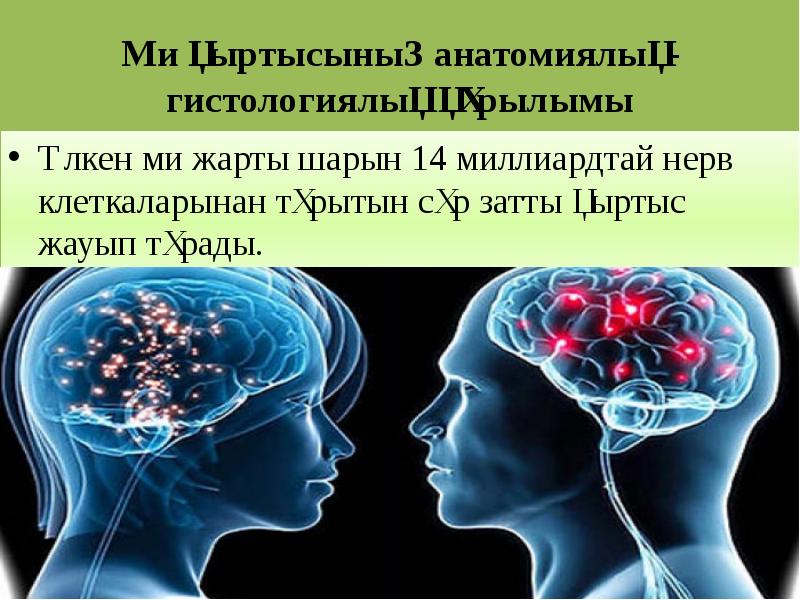 Ми қыртысының анатомиялық-гистологиялық құрылымы
Үлкен ми жарты шарын 14 миллиардтай нерв Ми қыртысының анатомиялық-гистологиялық құрылымы
Үлкен ми жарты шарын 14 миллиардтай нерв