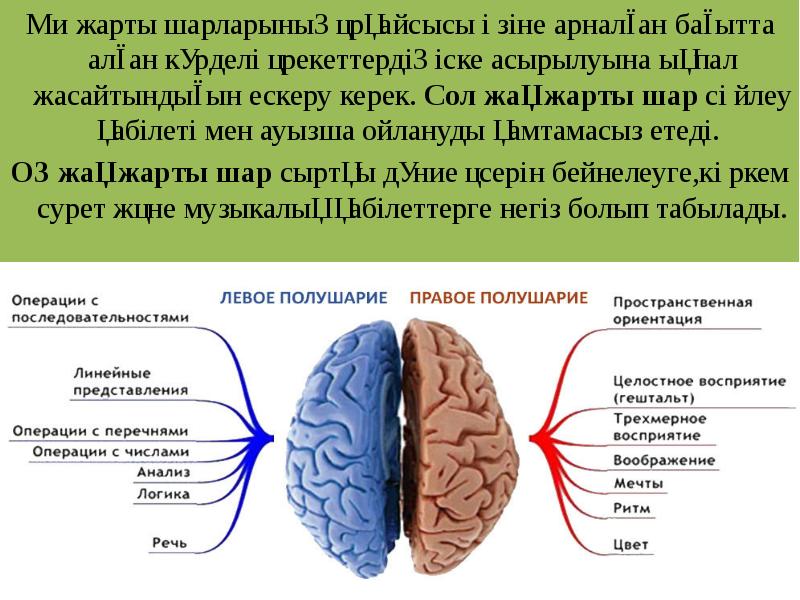 Ми жарты шарларының әрқайсысы өзіне арналған бағытта алған күрделі әрекеттердің іске Ми жарты шарларының әрқайсысы өзіне арналған бағытта алған күрделі әрекеттердің іске