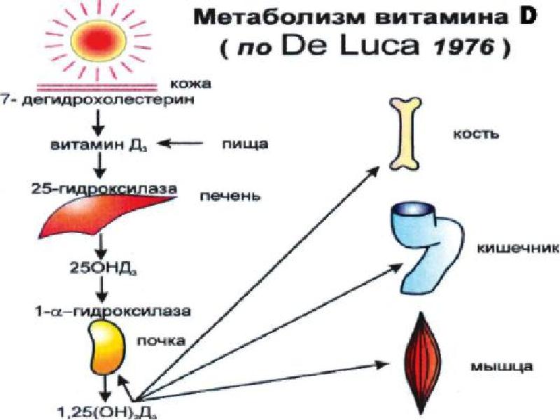 Обмен витамина д в организме схема