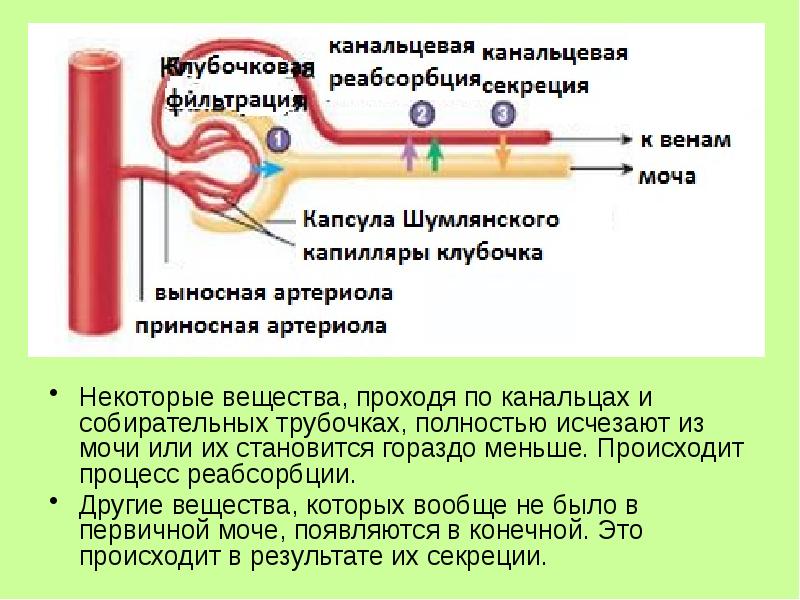 Механизм образования мочи схема