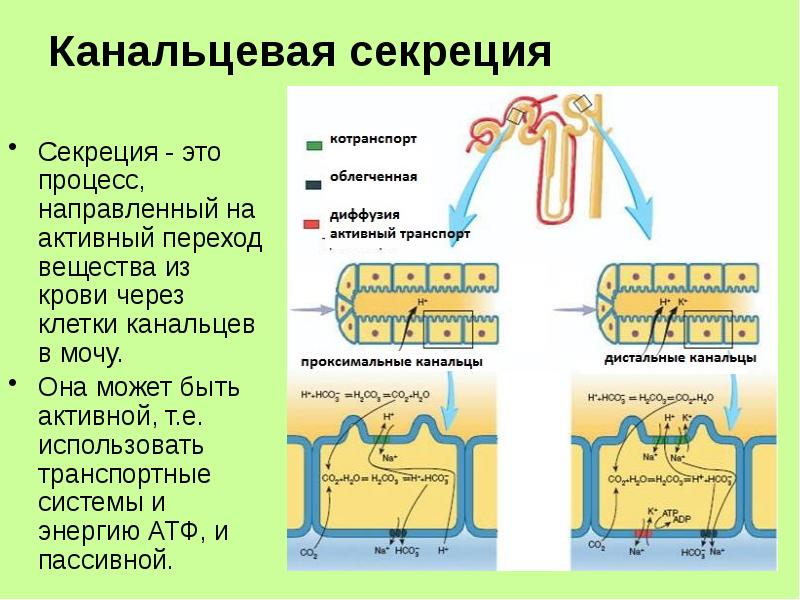 Схема канальцевых процессов