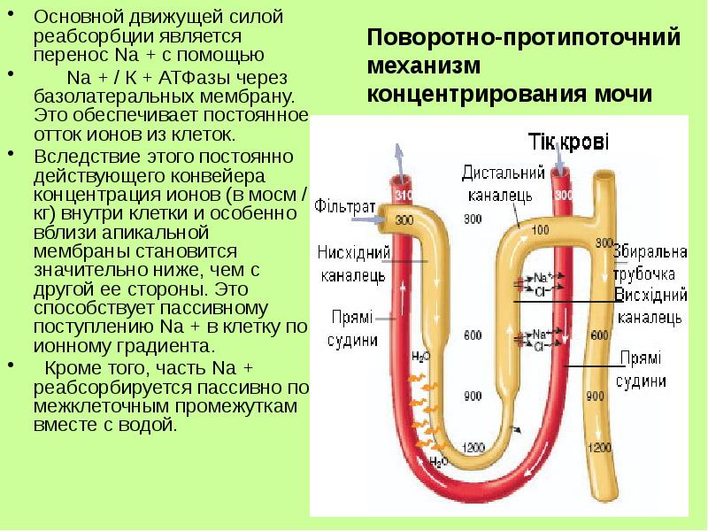 Реабсорбция в нефроне почки. Строение нефрона почки реабсорбция. Поворотно-противоточная система нефрона физиология. Механизмы концентрирования мочи поворотно-противоточная система. Механизм осмотического концентрирования мочи.