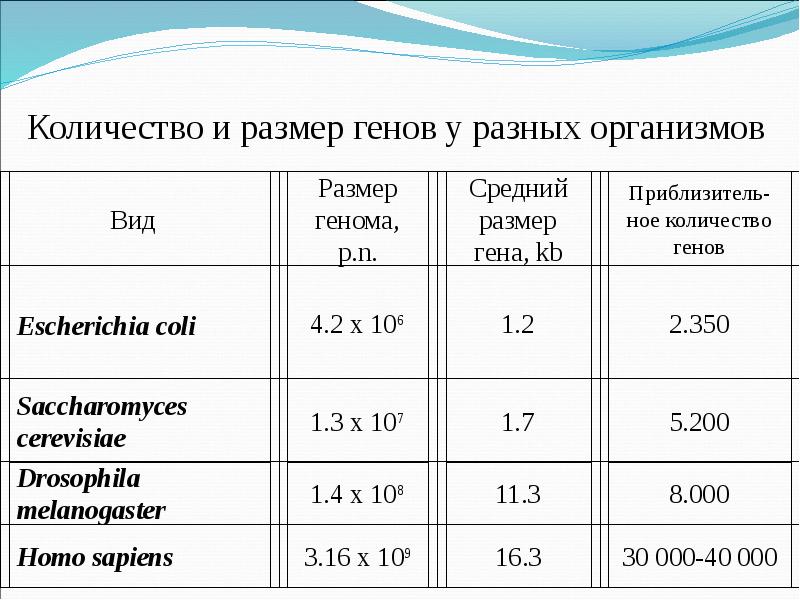 Какова гена. Размеры геномов разных организмов. Количество генов у разных организмов. Размер Гена. Размер генов.