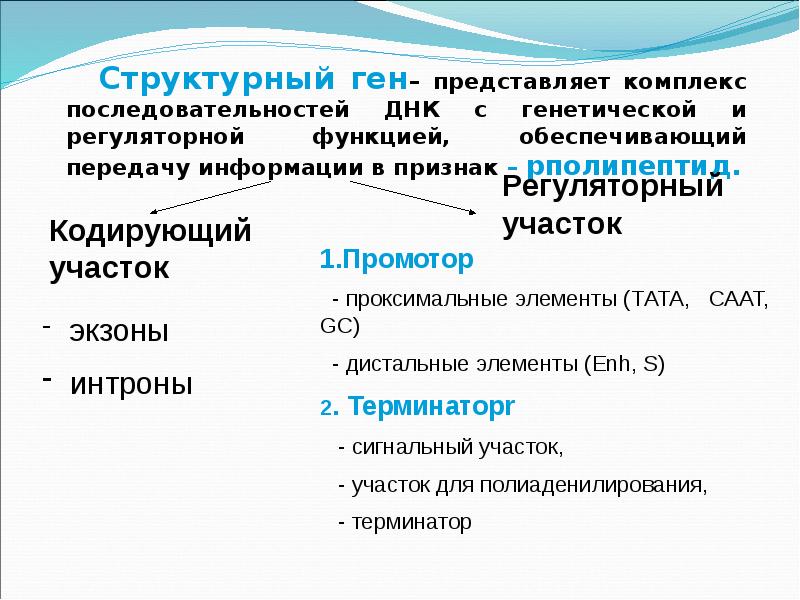 Последовательность генов в днк. Структурные и регуляторные гены. Функция структурных генов ДНК. Структурные гены функции. Структурные гены ДНК функции.