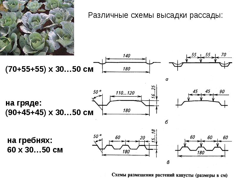 Презентация технология выращивания капусты